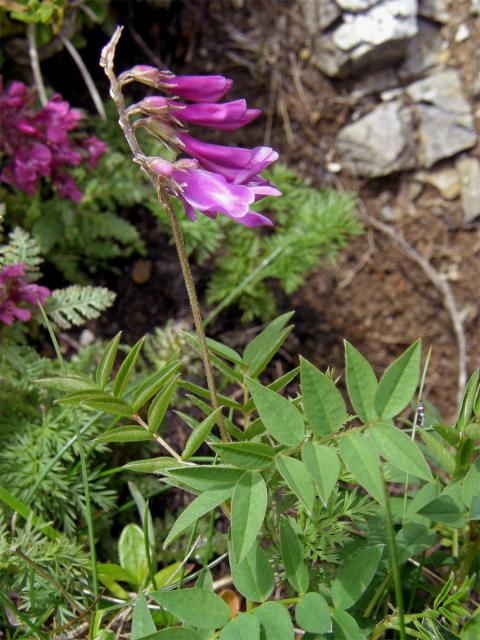 Kopyšník tmavý (Hedysarum hedysaroides (L.) Sch. et Thell.)