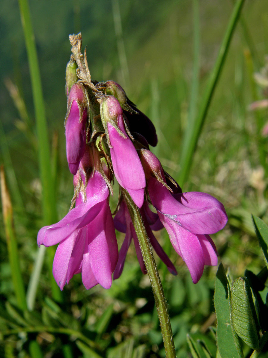 Kopyšník tmavý (Hedysarum hedysaroides (L.) Sch. et Thell.)