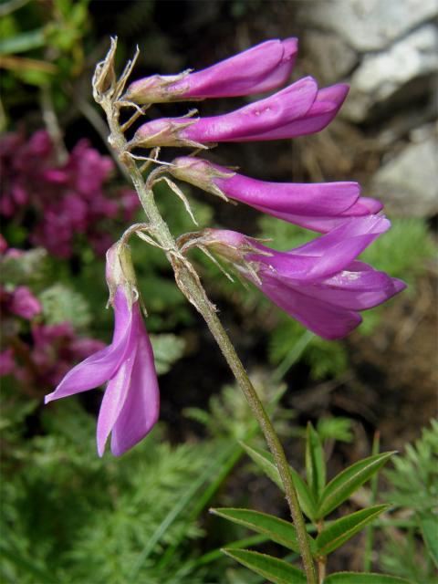 Kopyšník tmavý (Hedysarum hedysaroides (L.) Sch. et Thell.)