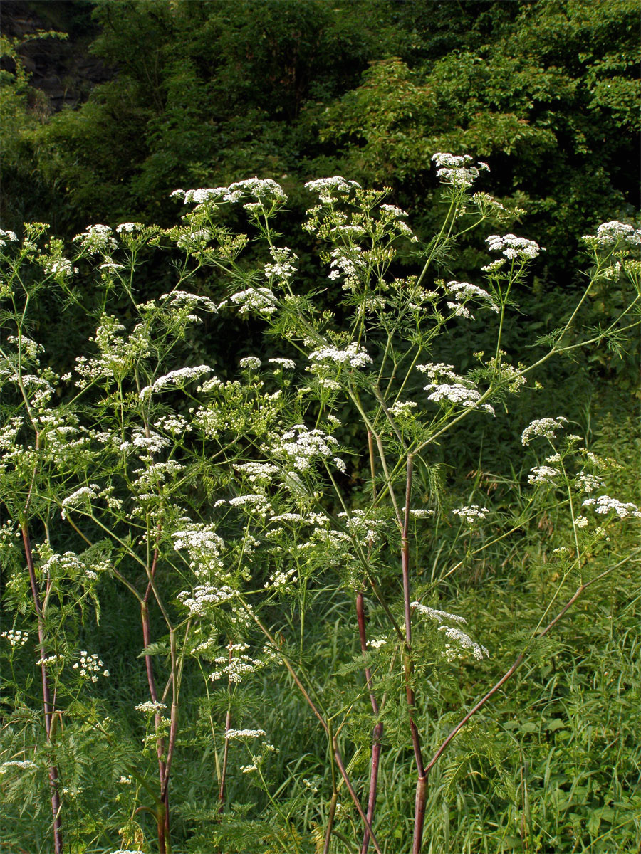 Bolehlav plamatý (Conium maculatum L.)