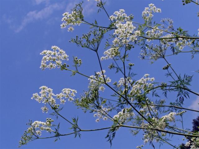 Bolehlav plamatý (Conium maculatum L.)