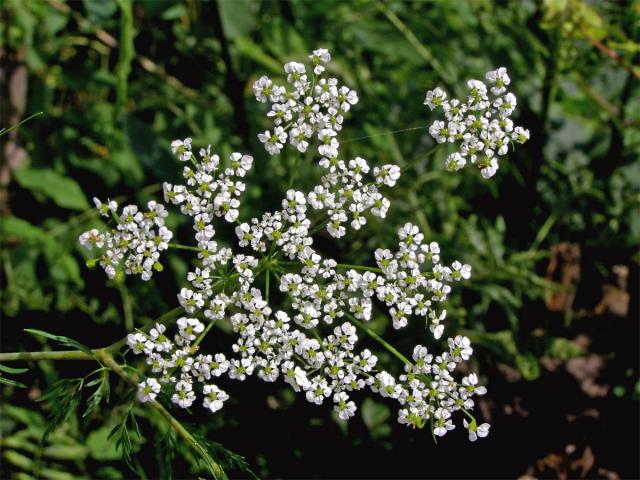 Bolehlav plamatý (Conium maculatum L.)