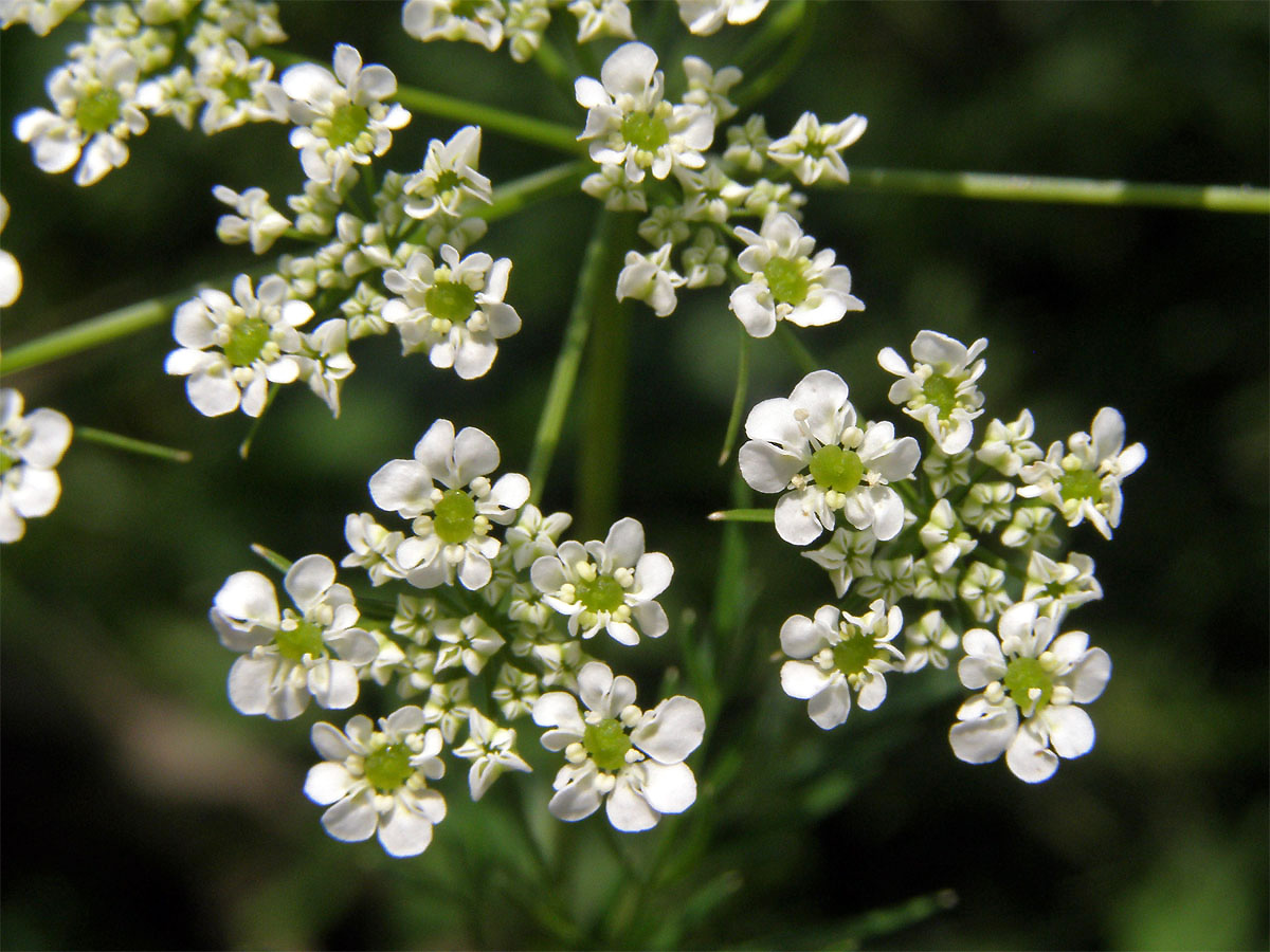 Bolehlav plamatý (Conium maculatum L.)