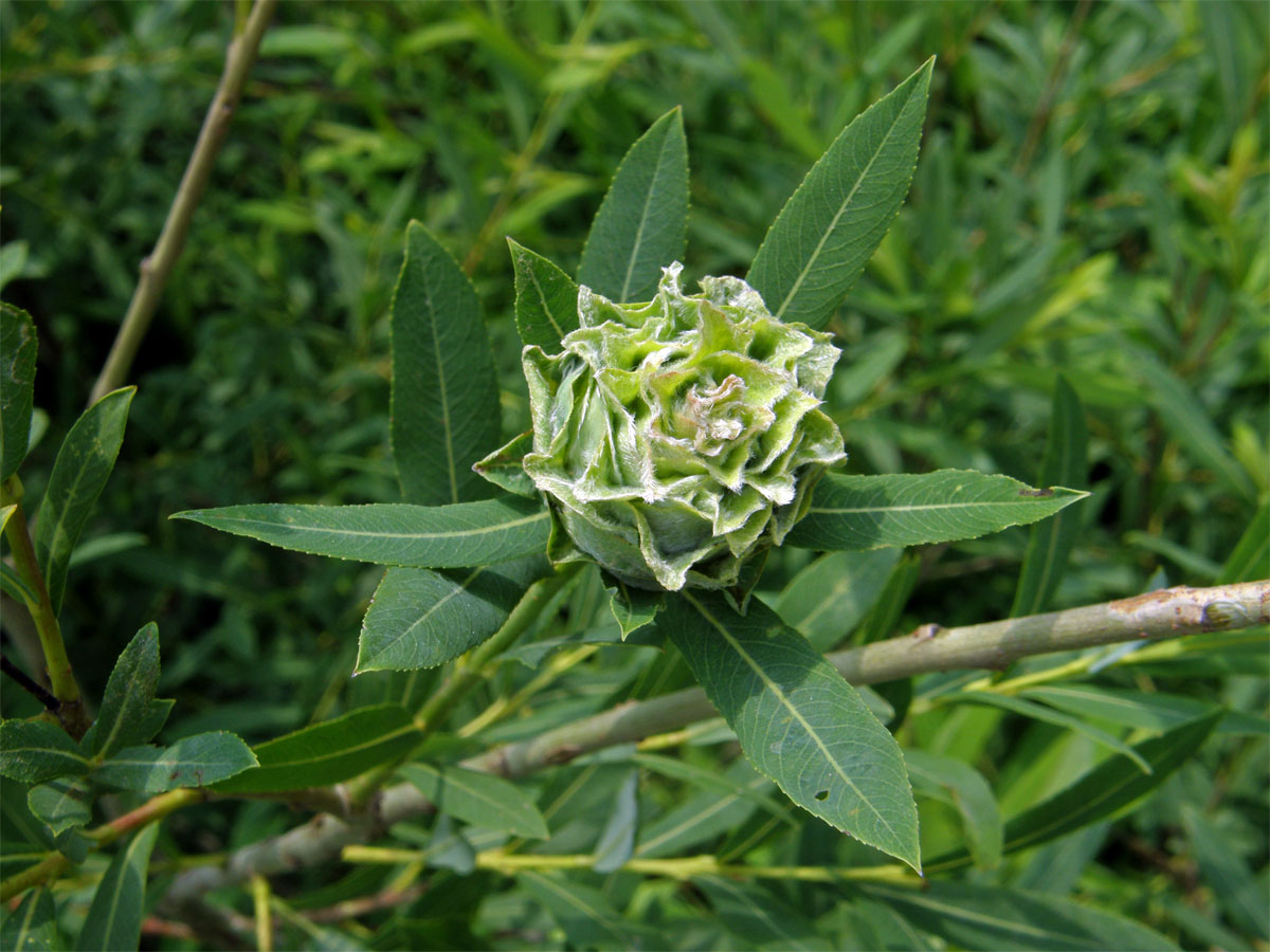 Hálky bejlomorky růžicové (Dasineura (Rhabdophaga) rosaria)