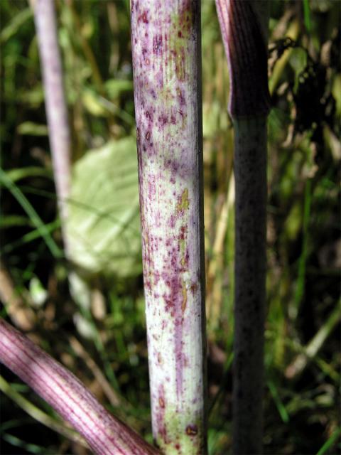 Bolehlav plamatý (Conium maculatum L.)