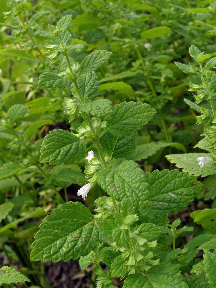 Meduňka lékařská (Melissa officinalis L.)