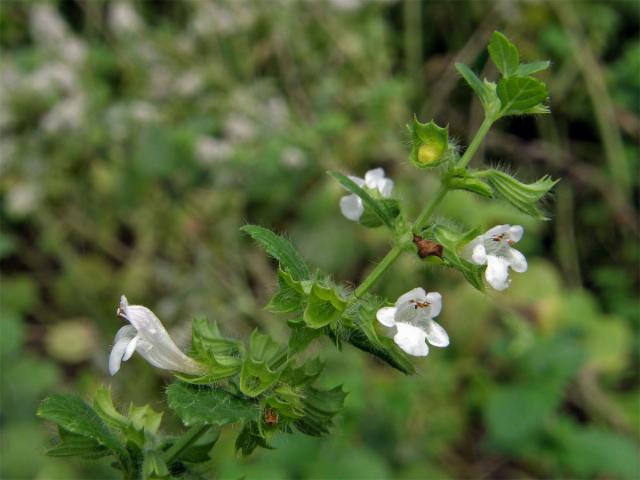 Meduňka lékařská (Melissa officinalis L.)