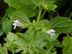 Meduňka lékařská (Melissa officinalis L.)