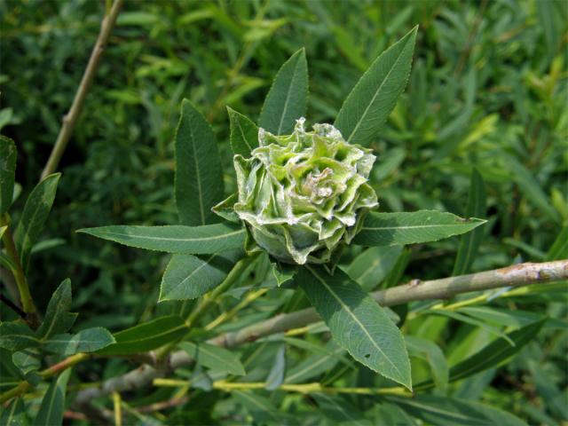 Hálky bejlomorky růžicové (Dasineura (Rhabdophaga) rosaria)