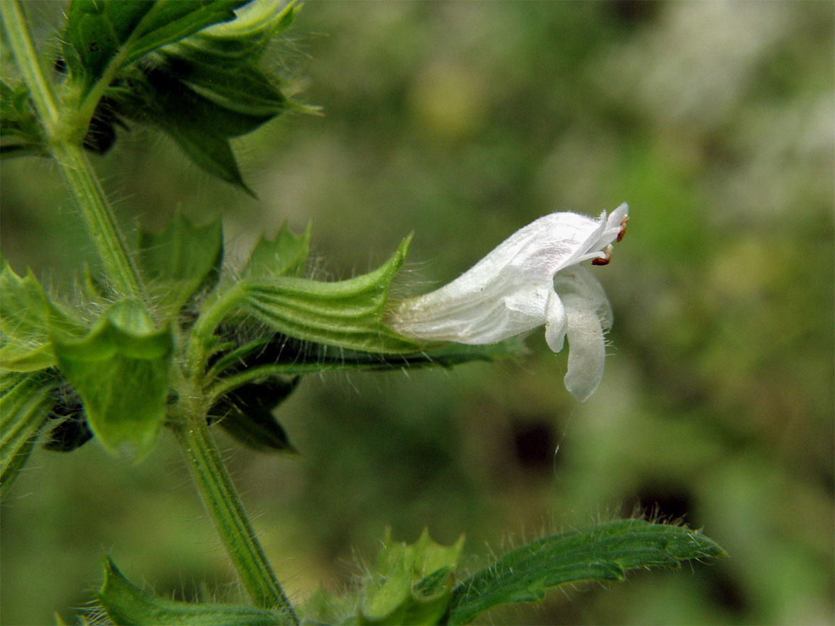 Meduňka lékařská (Melissa officinalis L.)