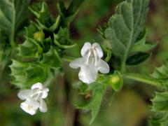 Meduňka lékařská (Melissa officinalis L.)