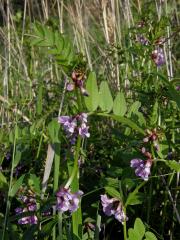 Vikev plotní (Vicia sepium L.)