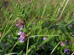 Vikev plotní (Vicia sepium L.)