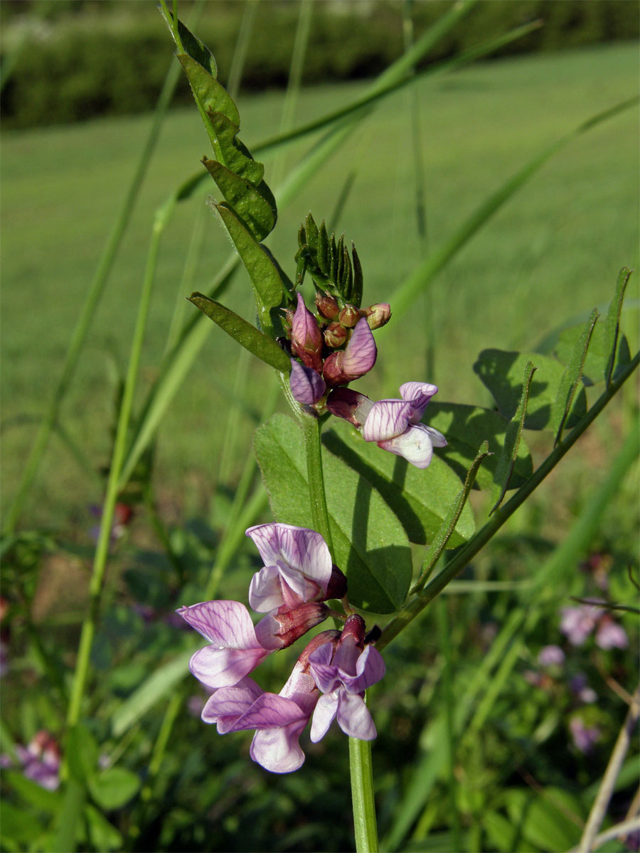 Vikev plotní (Vicia sepium L.)