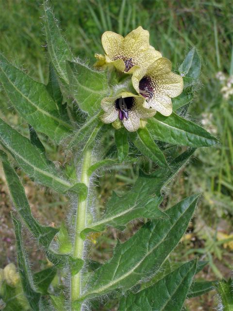 Blín černý (Hyoscyamus niger L.)