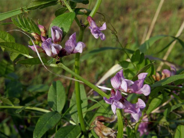 Vikev plotní (Vicia sepium L.)