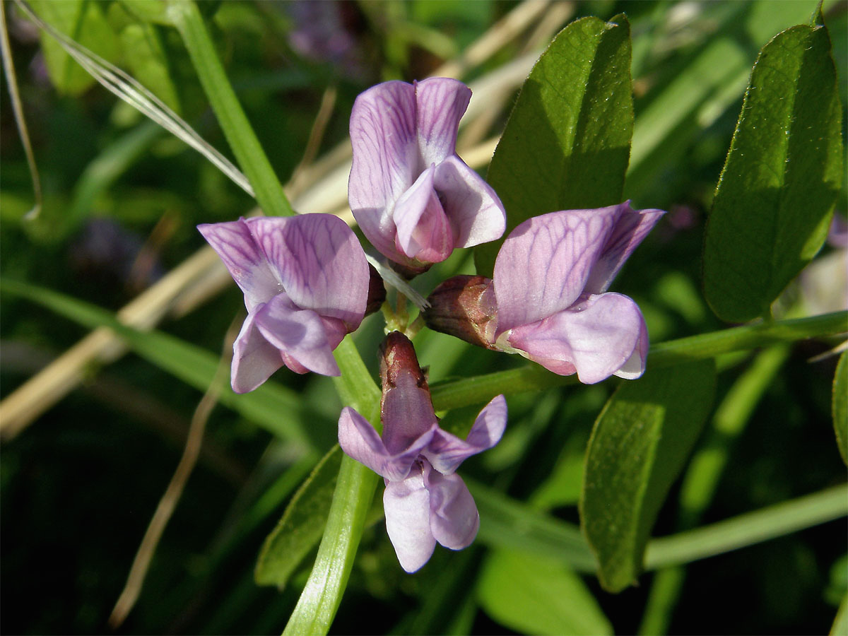 Vikev plotní (Vicia sepium L.)