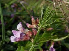 Vikev plotní (Vicia sepium L.)