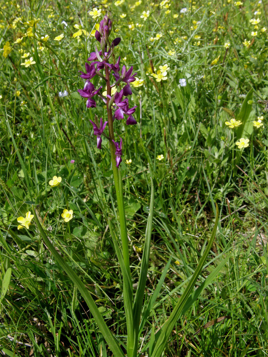 Vstavač řídkokvětý (Orchis laxiflora L.)