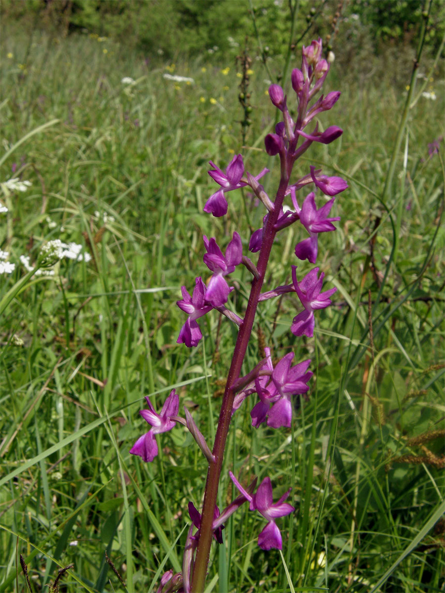 Vstavač řídkokvětý (Orchis laxiflora L.)