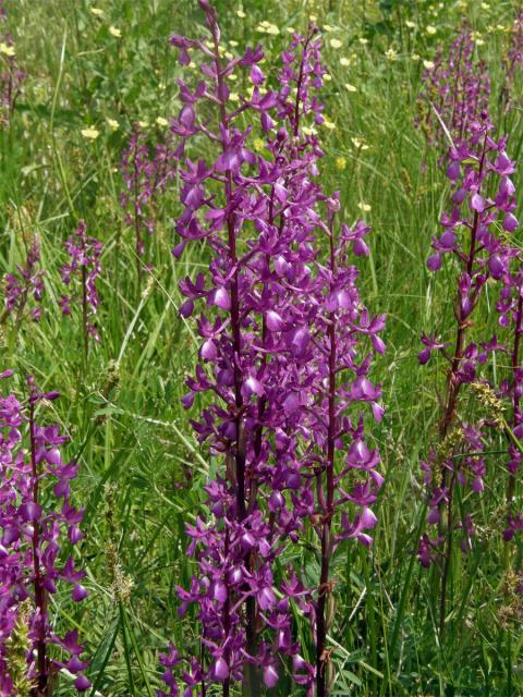 Vstavač řídkokvětý (Orchis laxiflora L.)