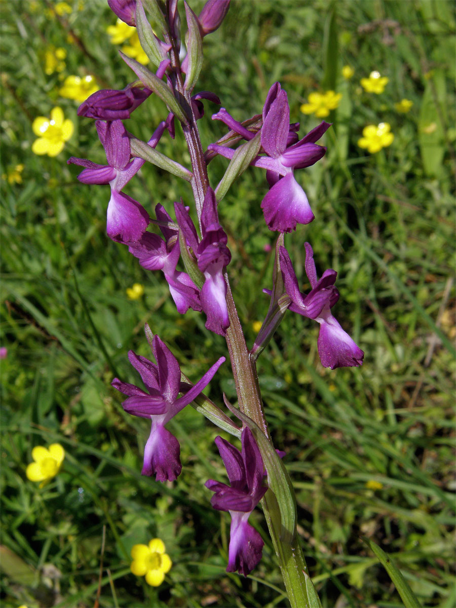 Vstavač řídkokvětý (Orchis laxiflora L.)