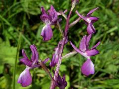 Vstavač řídkokvětý (Orchis laxiflora L.)