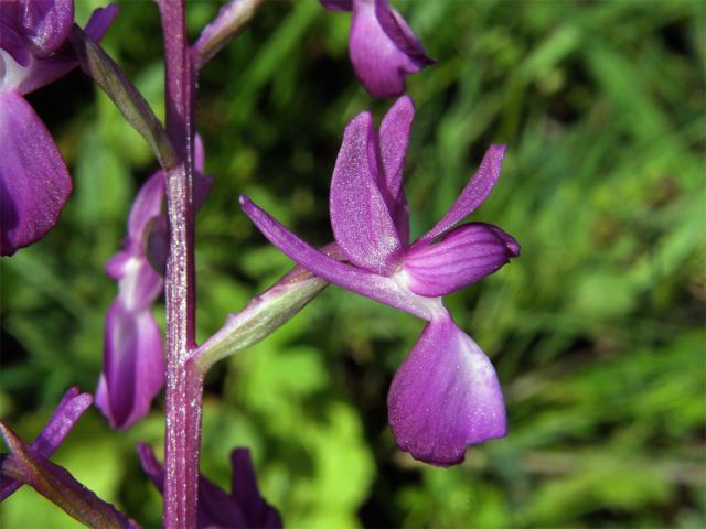 Vstavač řídkokvětý (Orchis laxiflora L.)