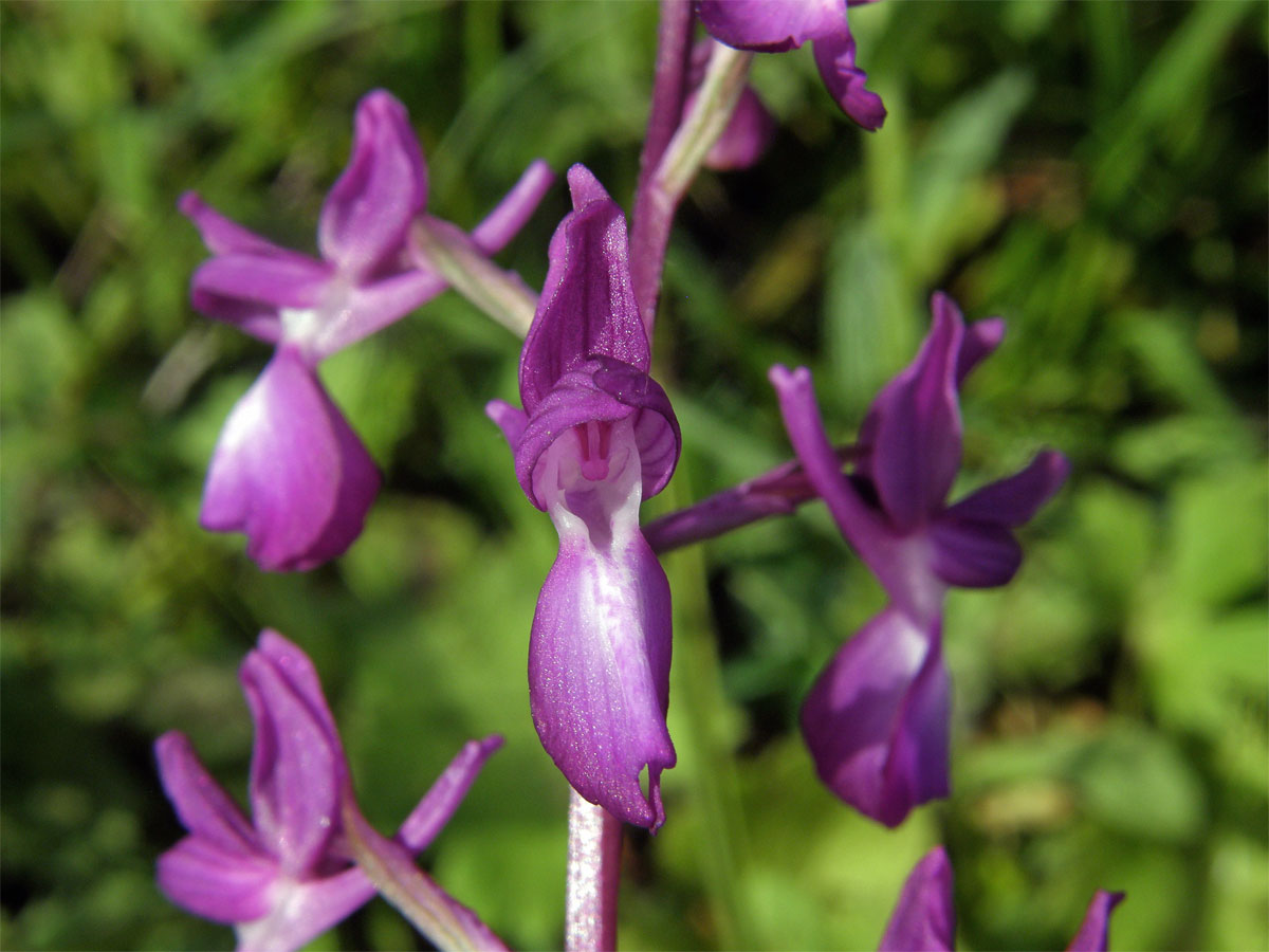 Vstavač řídkokvětý (Orchis laxiflora L.)