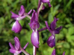 Vstavač řídkokvětý (Orchis laxiflora L.)