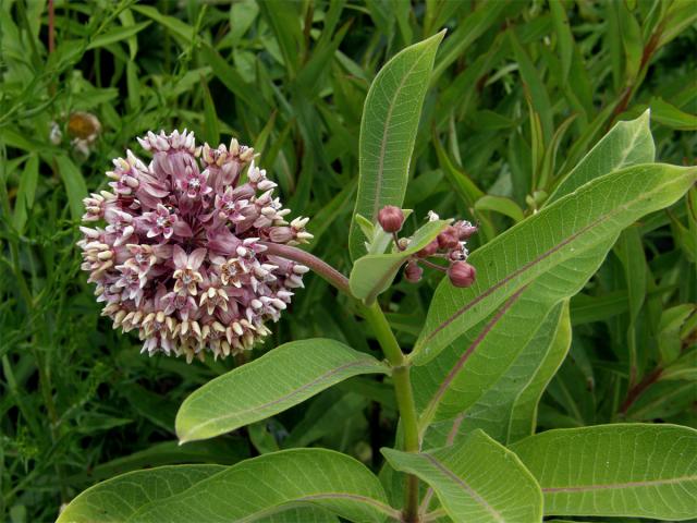 Klejicha hedvábná (Asclepias syriaca L.)