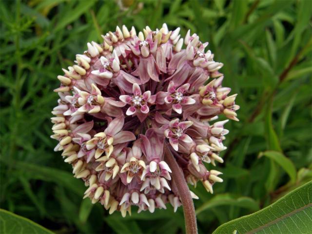 Klejicha hedvábná (Asclepias syriaca L.)