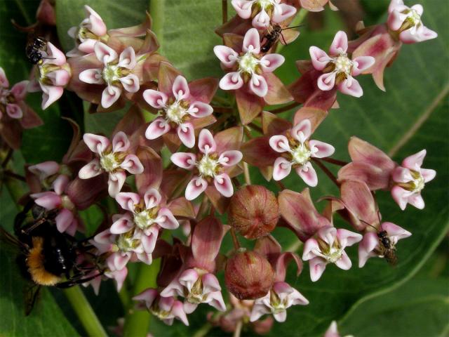 Klejicha hedvábná (Asclepias syriaca L.)