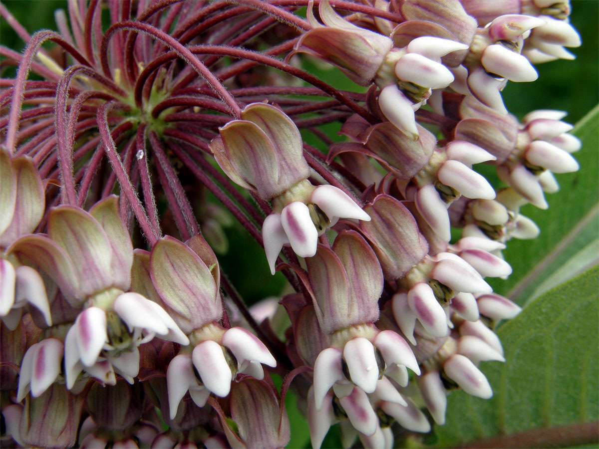 Klejicha hedvábná (Asclepias syriaca L.)