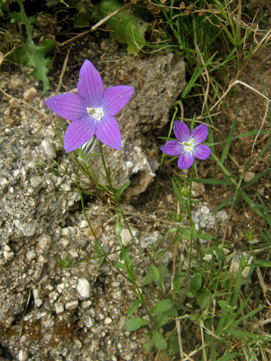 Zrcadlovka pětičetná (Legousia pentagonia (L.) Druce)