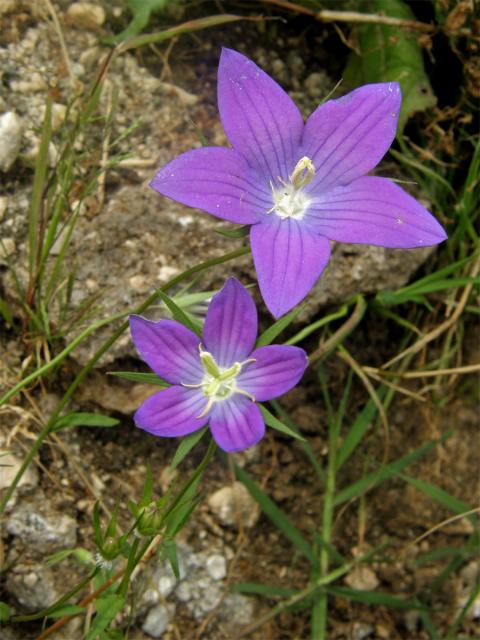 Zrcadlovka pětičetná (Legousia pentagonia (L.) Druce)