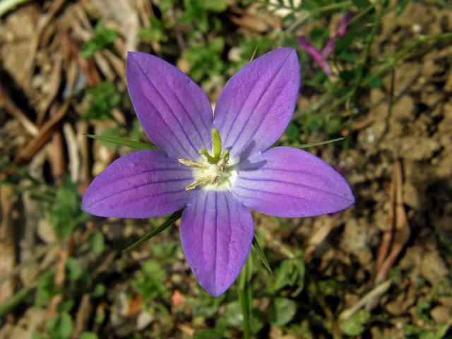 Zrcadlovka pětičetná (Legousia pentagonia (L.) Druce)