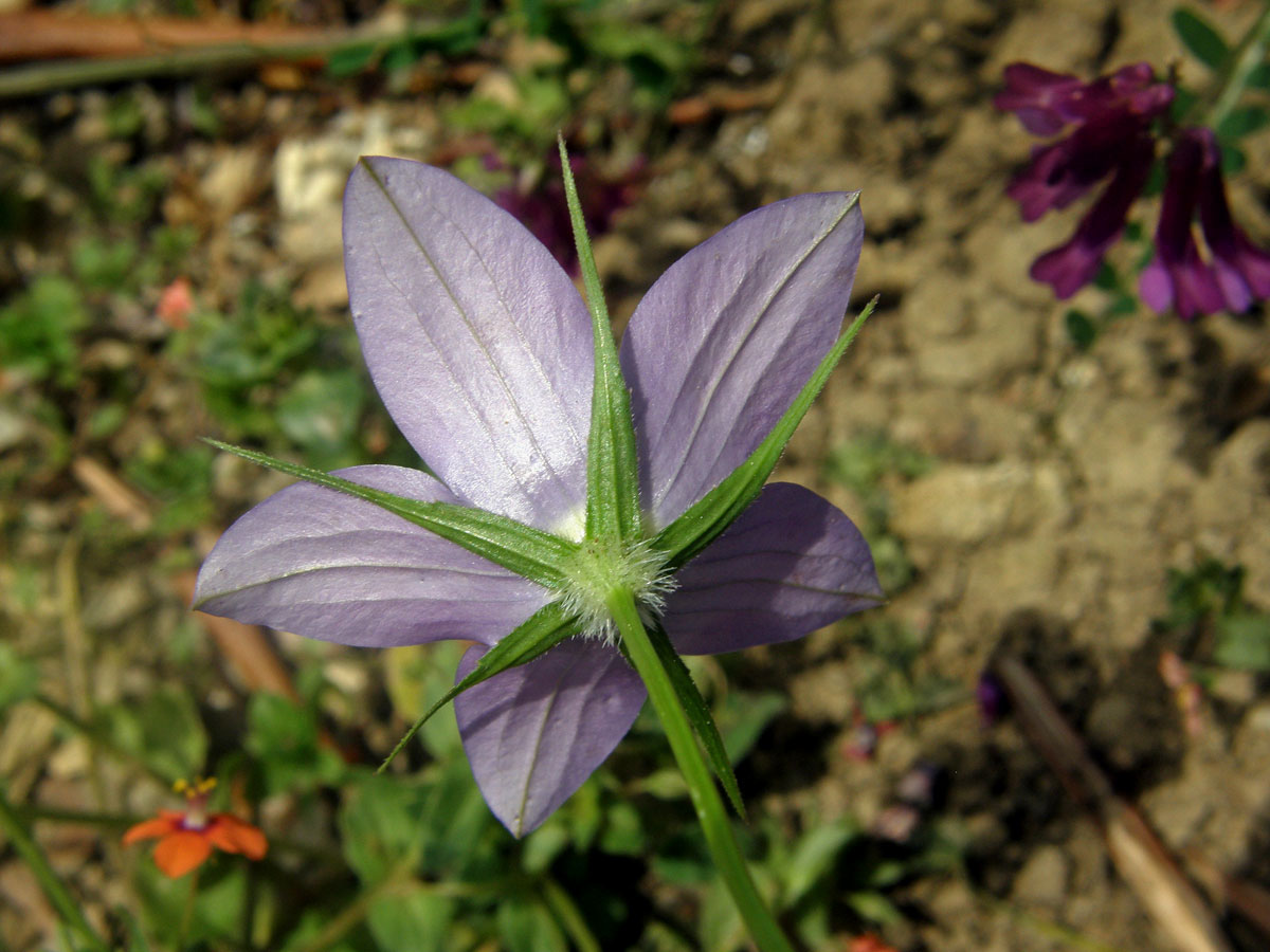 Zrcadlovka pětičetná (Legousia pentagonia (L.) Druce)