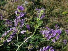 Tolice setá (vojtěška) (Medicago sativa L.)