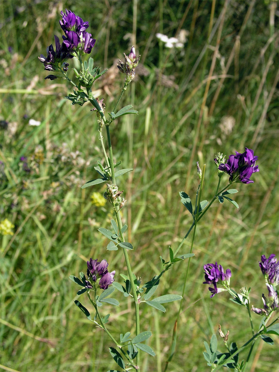 Tolice setá (vojtěška) (Medicago sativa L.)