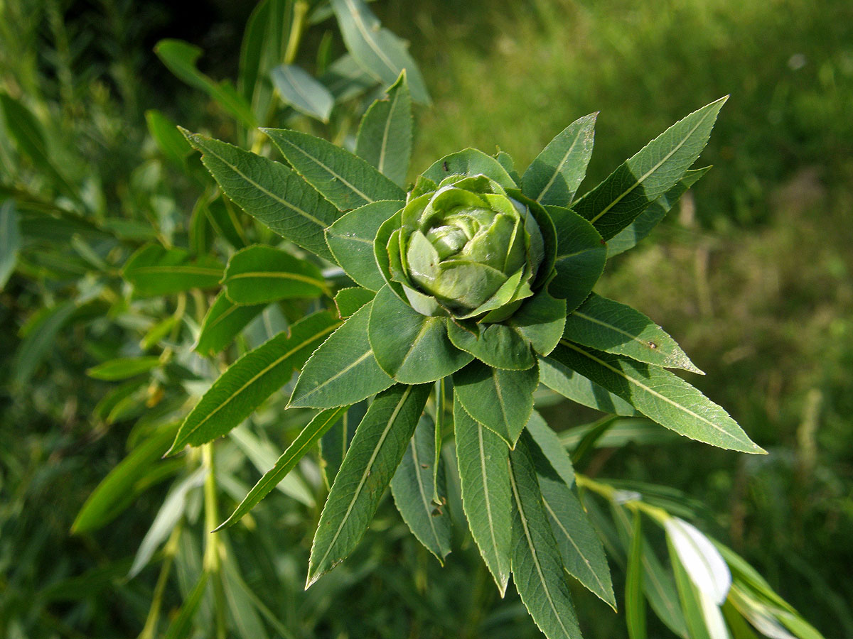 Hálky bejlomorky růžicové (Dasineura (Rhabdophaga) rosaria)