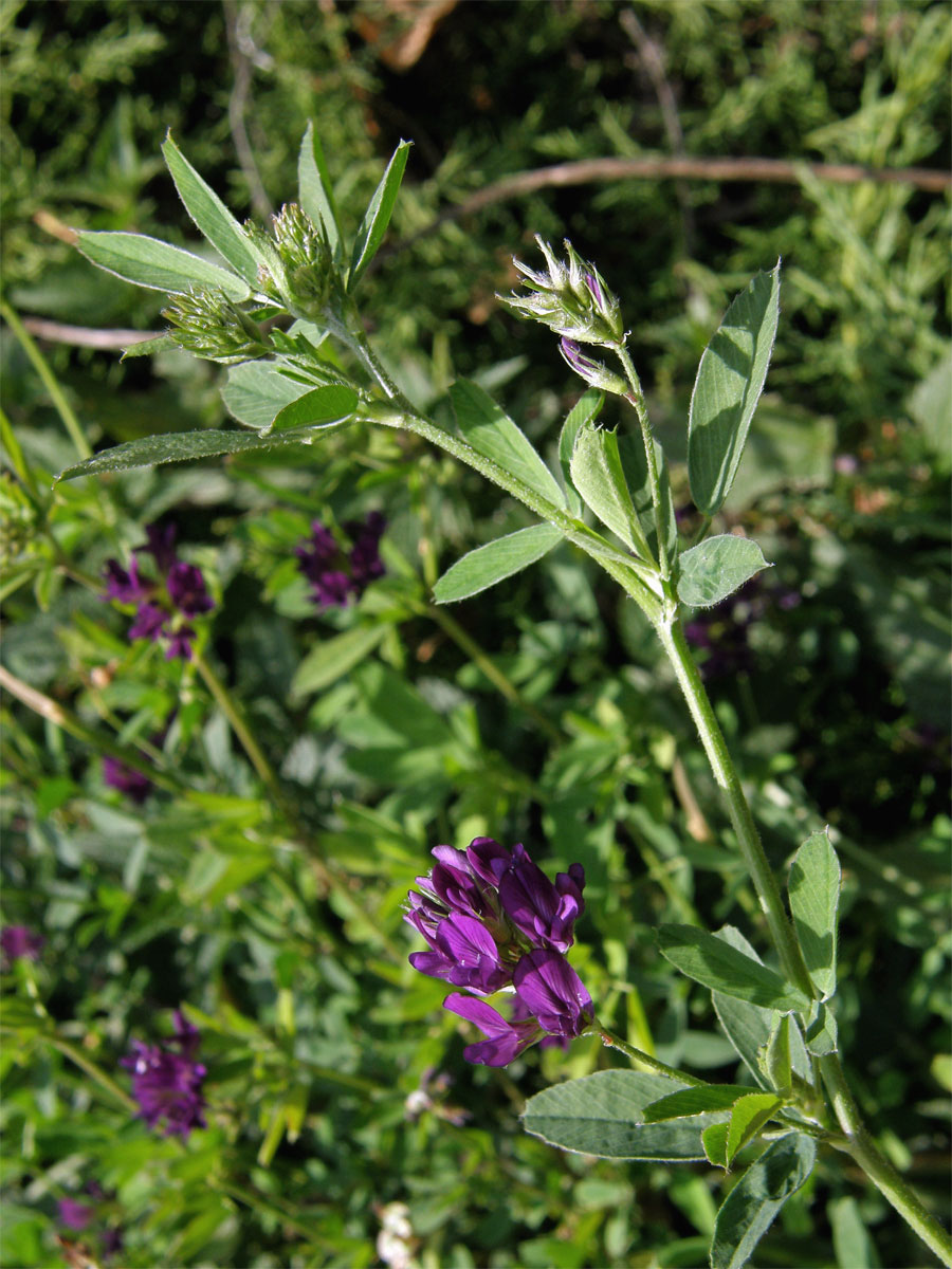 Tolice setá (vojtěška) (Medicago sativa L.)