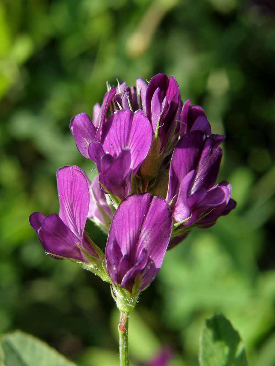 Tolice setá (vojtěška) (Medicago sativa L.)