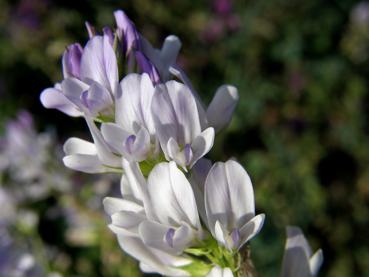 Tolice setá (vojtěška) (Medicago sativa L.)