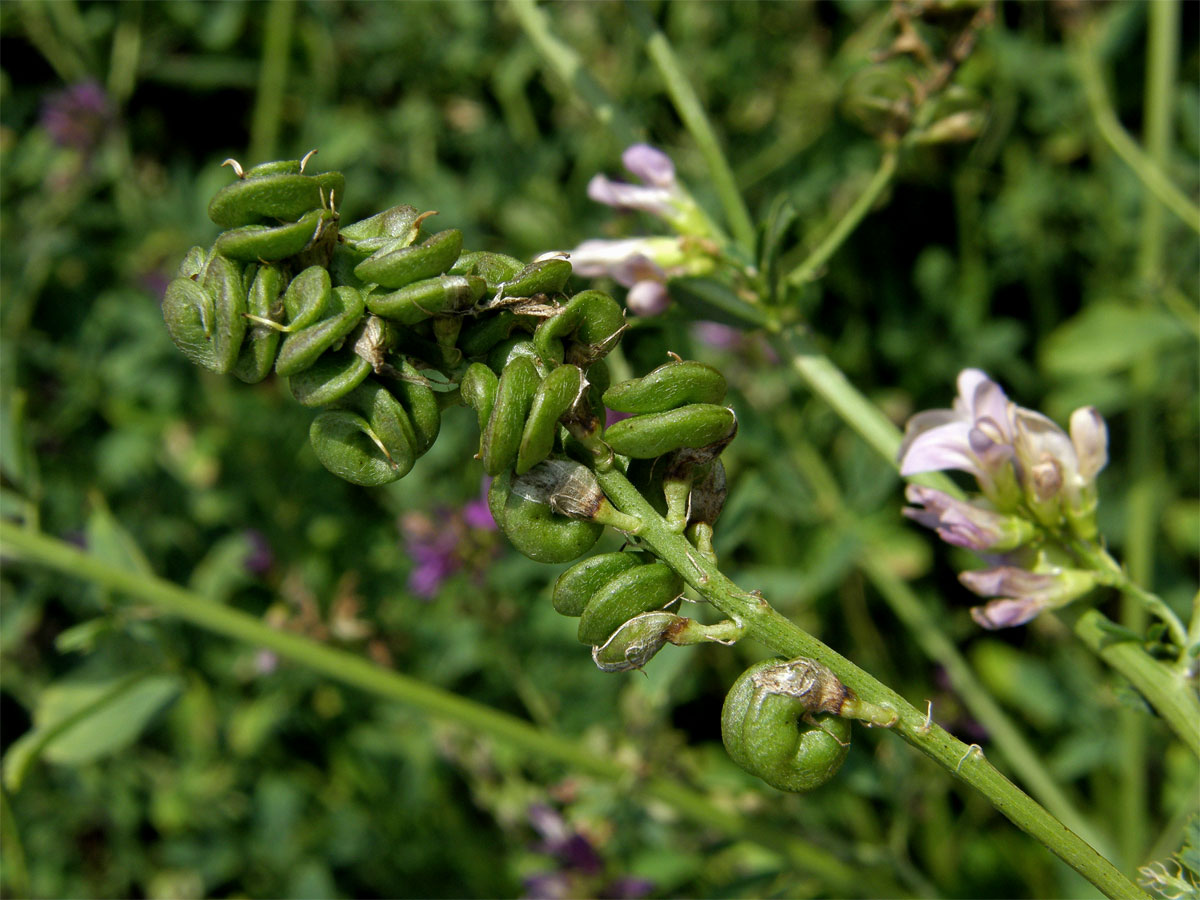 Tolice setá (vojtěška) (Medicago sativa L.)