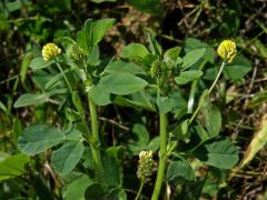 Tolice dětelová (Medicago lupulina L.)