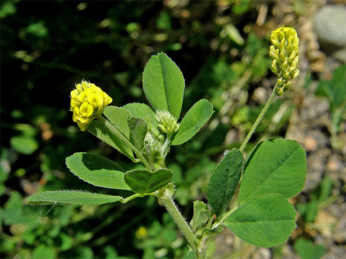 Tolice dětelová (Medicago lupulina L.)