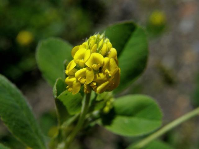 Tolice dětelová (Medicago lupulina L.)