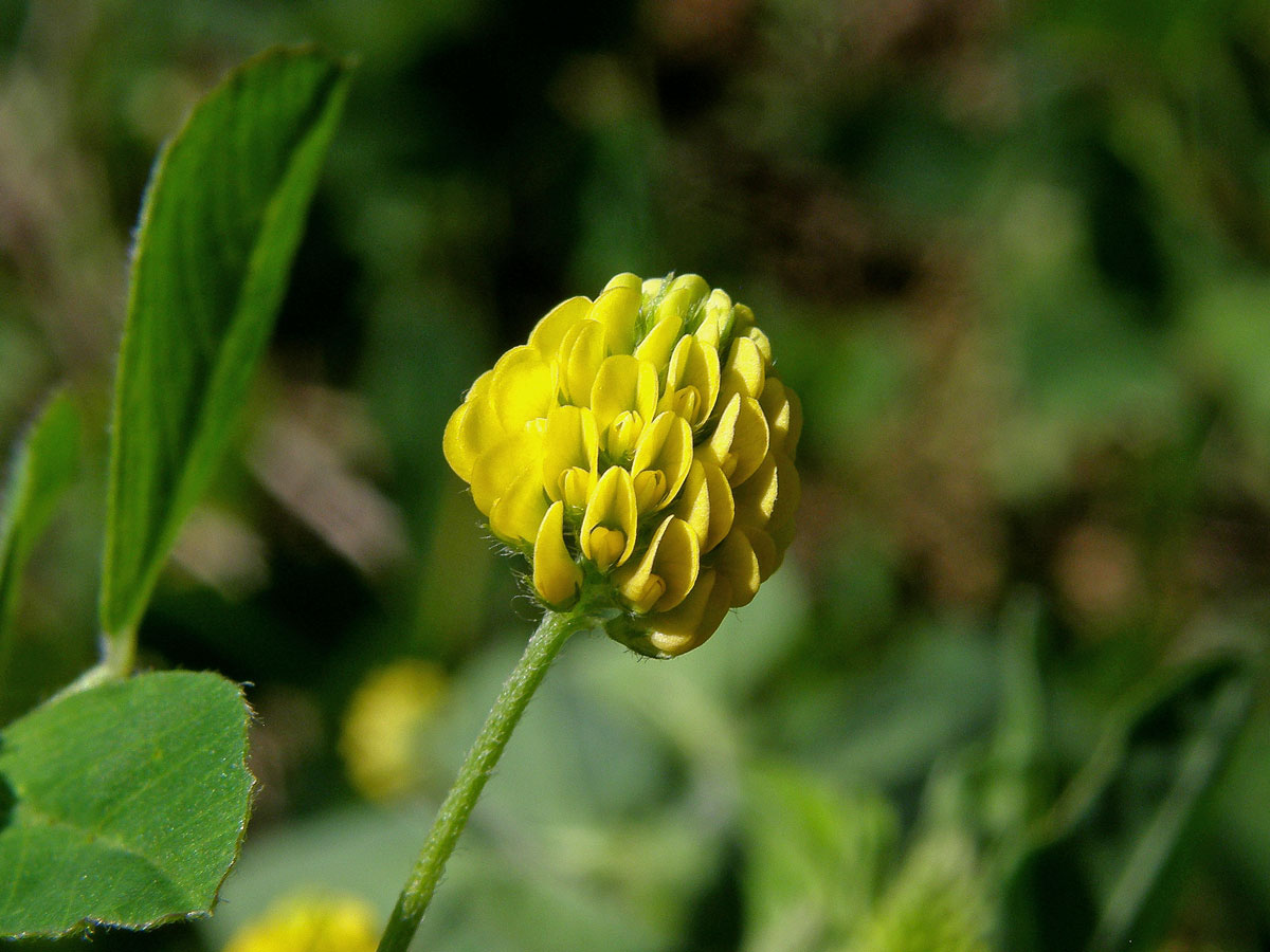 Tolice dětelová (Medicago lupulina L.)