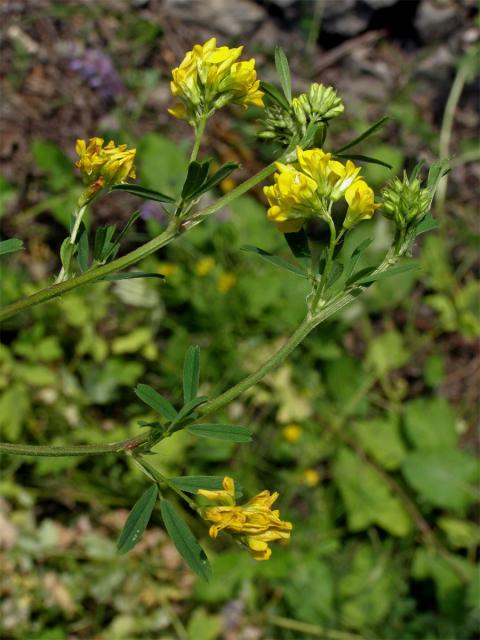 Tolice srpovitá (Medicago falcata L.)